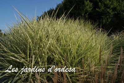 Miscanthus sinensis variegata